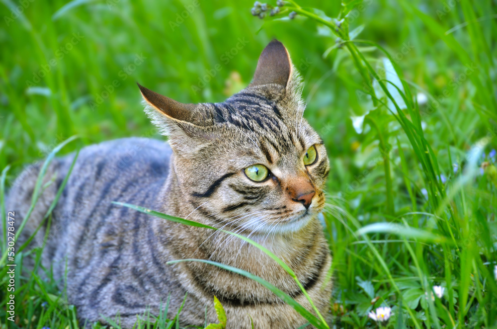 cat ears back on green grass