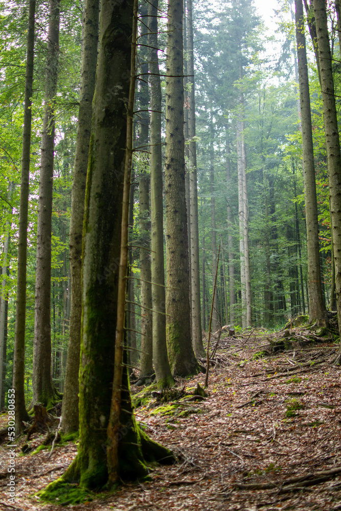Obraz premium path in the forest