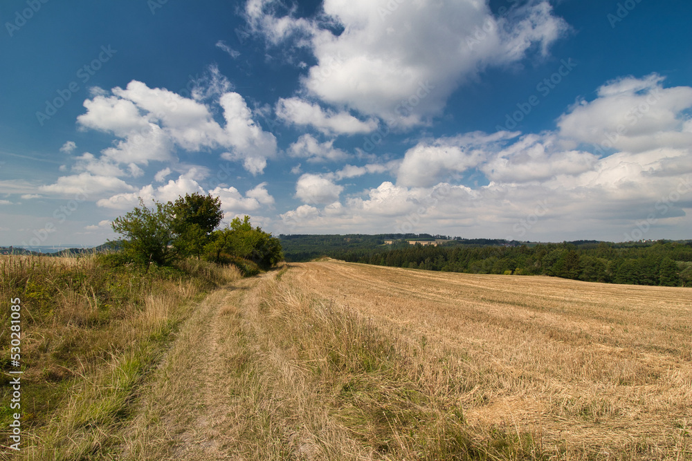 A stubble field,close to path in summer day under white clouds.