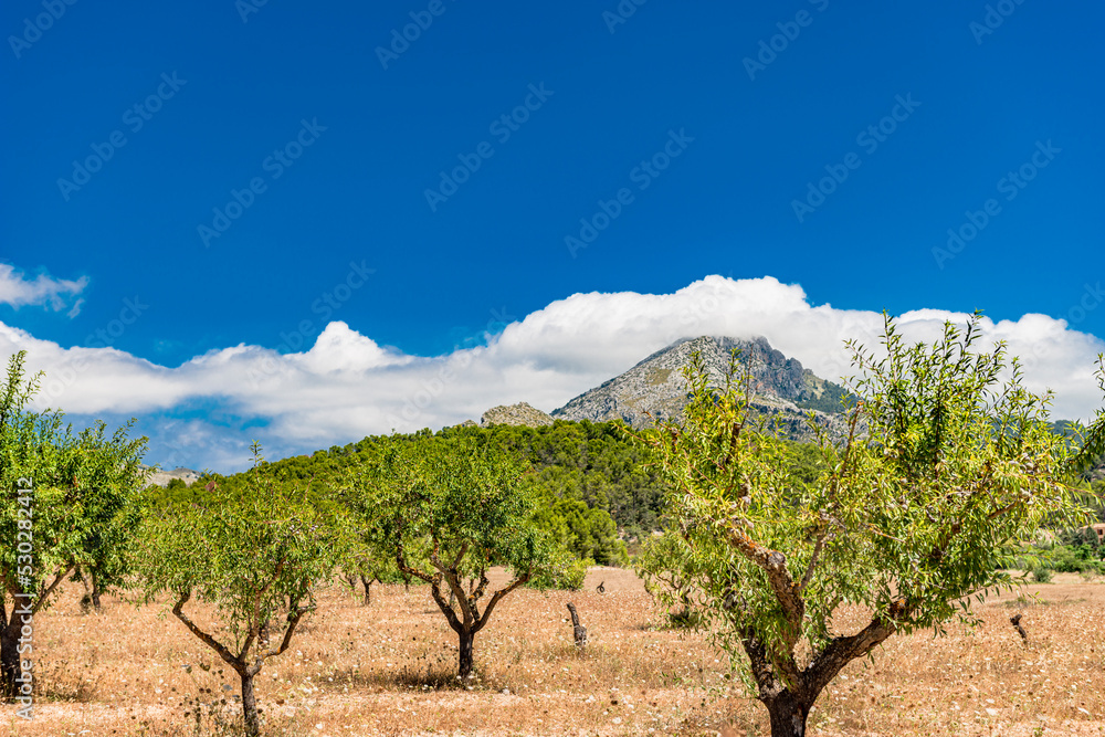 Plain in Tramuntana mountains with walnut trees - Mallorca in summer time - 4181