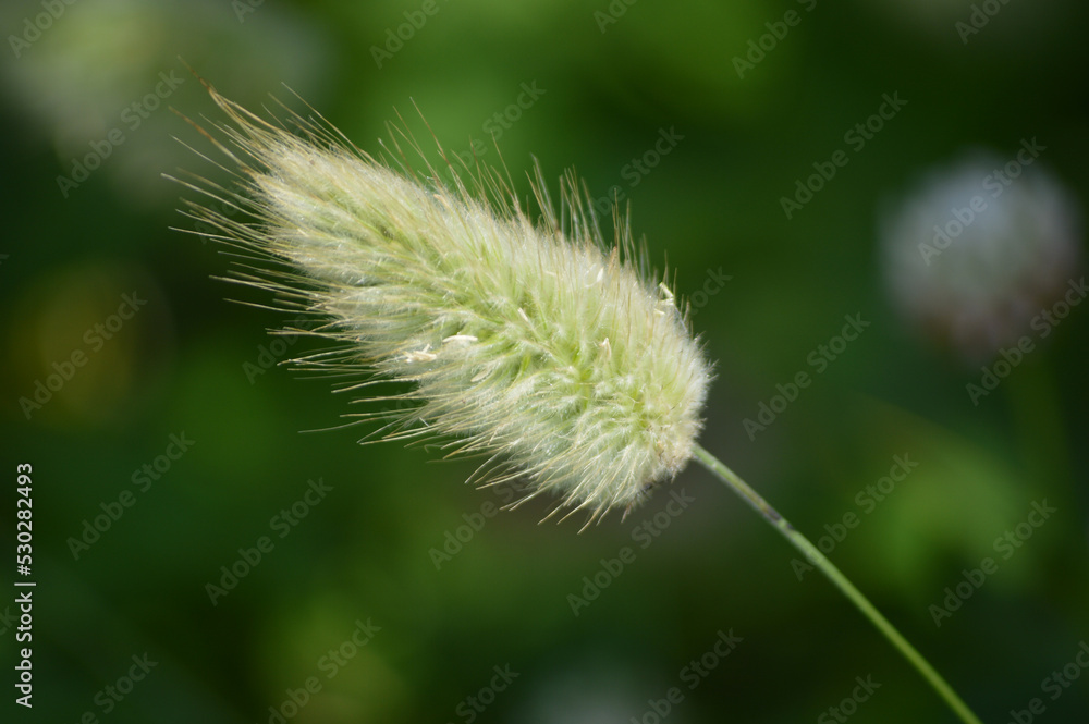Closeup of a haretail grass stem Closeup of a haretail grass stem