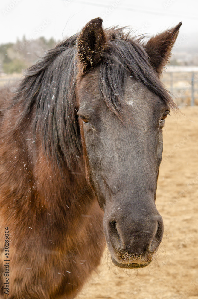 portrait of a horse portrait of a horse