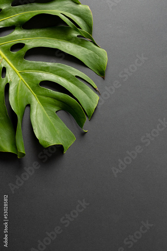 Composition of green lush leaves with copy space on gray background