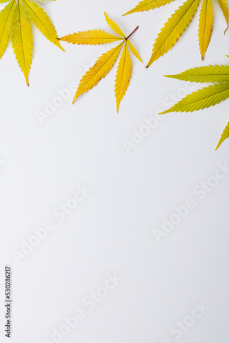 Vertical image of marihuana leaves lying on white background