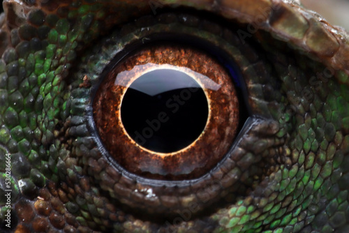 Gonocephalus kuhlii lizard eyes head, Closeup eyes of Gonocephalus kuhlii lizard 