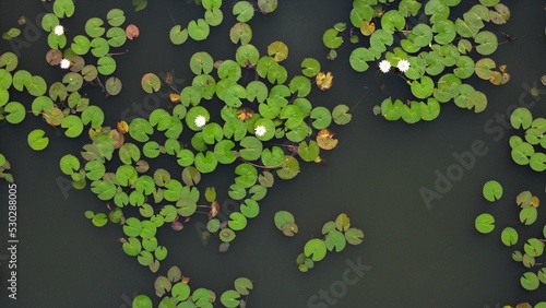 Lilly pads in river 