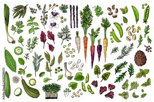 Food vector icons color sketch. Herbs, spices, vegetables, nuts, herbs. Carrots, basil, peas