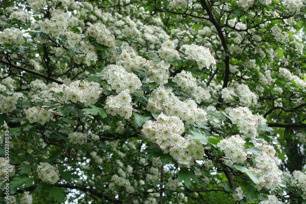 Fototapeta premium common hawthorn tree in full bloom in May