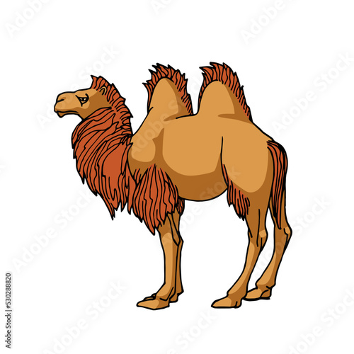 A male two-humped camel bactrianus with a mane. Ancient desert transport. Color vector illustration with black contour lines isolated on white background in a cartoon and hand drawn style.