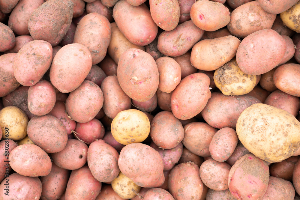 Potato. Harvest. Autumn. Growing vegetables. Natural organic product. Horticulture. Potato. Harvest. Autumn. Growing vegetables. Natural organic product. Horticulture.
