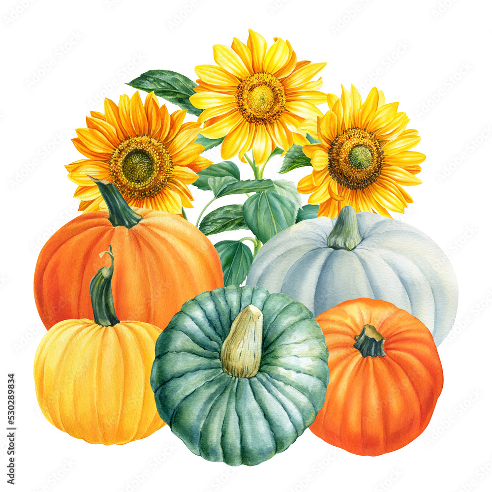 Sunflower, colored pumpkins. Watercolor illustration, hand drawing autumn elements on isolated white background