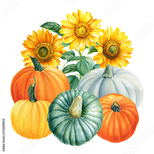 Sunflower  colored pumpkins. Watercolor illustration  hand drawing autumn elements on isolated white background