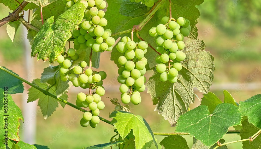 A cluster of white grapes hangs from vine. Ripe grapes with green leaves. Concept of wine, winemaking, grape harvest, agriculture A cluster of white grapes hangs from vine. Ripe grapes with green leaves. Concept of wine, winemaking, grape harvest, agriculture
