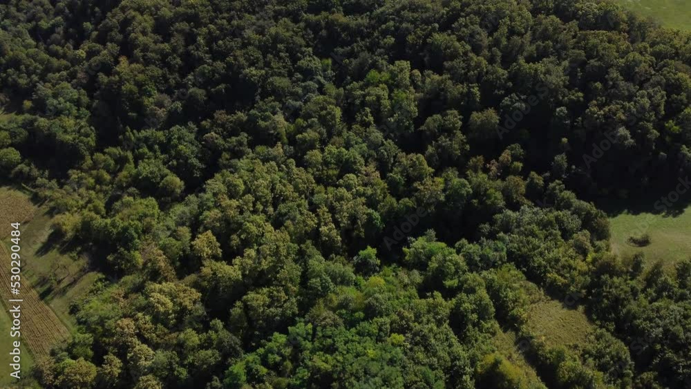 deciduous forest, late summer, shot by drone, approximately 30 meters above, late afternoon, almost vertical angle of view
deciduous forest, late summer, shot by drone, approximately 30 meters above, late afternoon, almost vertical angle of view