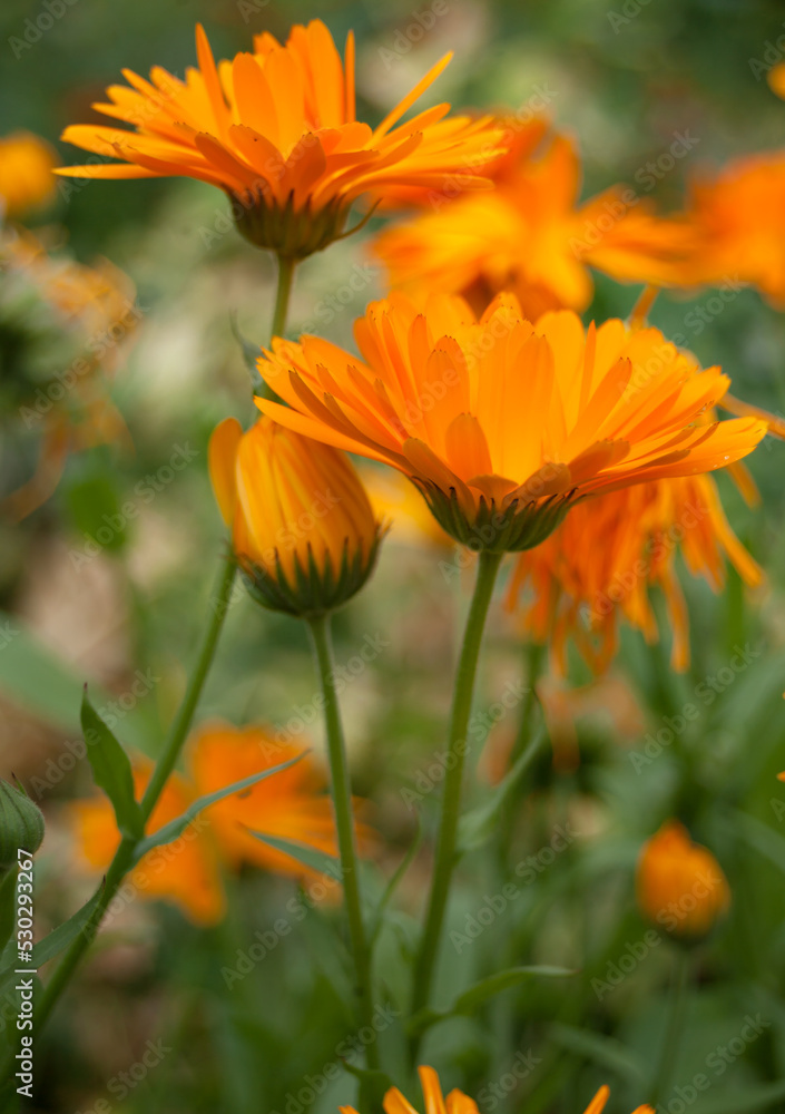 Orange flowers growing in the garden Orange flowers growing in the garden