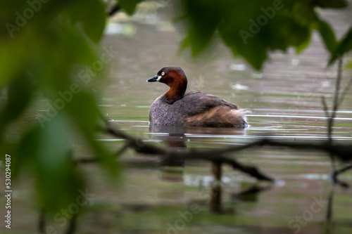 Little Grebe is swimming photo