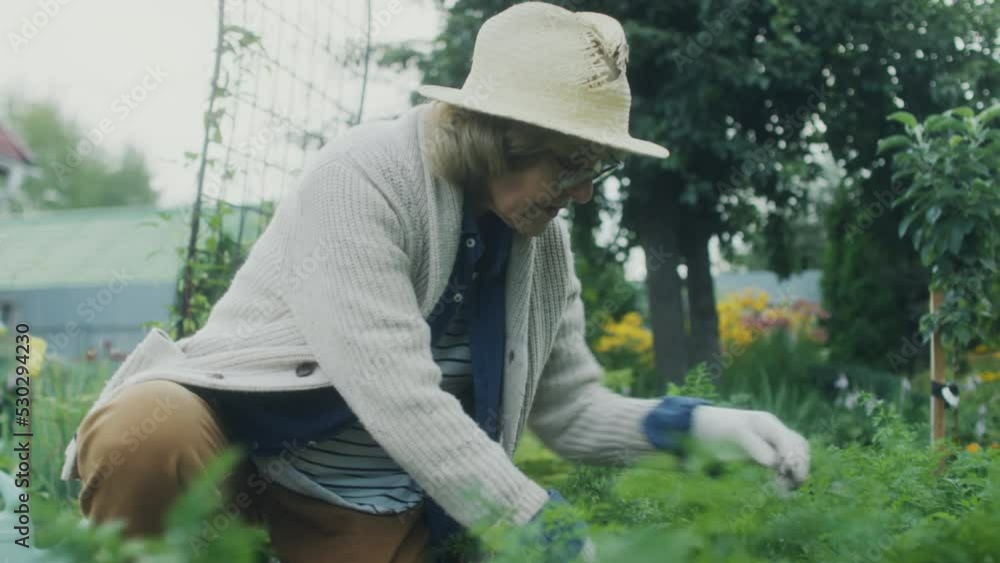 Senior woman in gloves and hat pulling weeds while taking care of plants in vegetable garden Senior woman in gloves and hat pulling weeds while taking care of plants in vegetable garden
