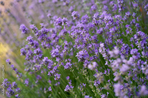 Lavender flower field  blooming purple fragrant lavender flowers. Cultivation of lavender swaying in the wind over sunset sky  harvest  perfume ingredient  aromatherapy.