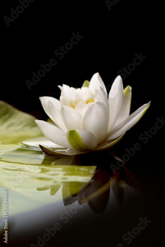 Beautiful white water lily flower in the lake .Nymphaea reflection in the pond