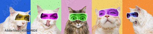 Photography Collage with images of cute cats with human eyes expressive different emotion isolated over colored background