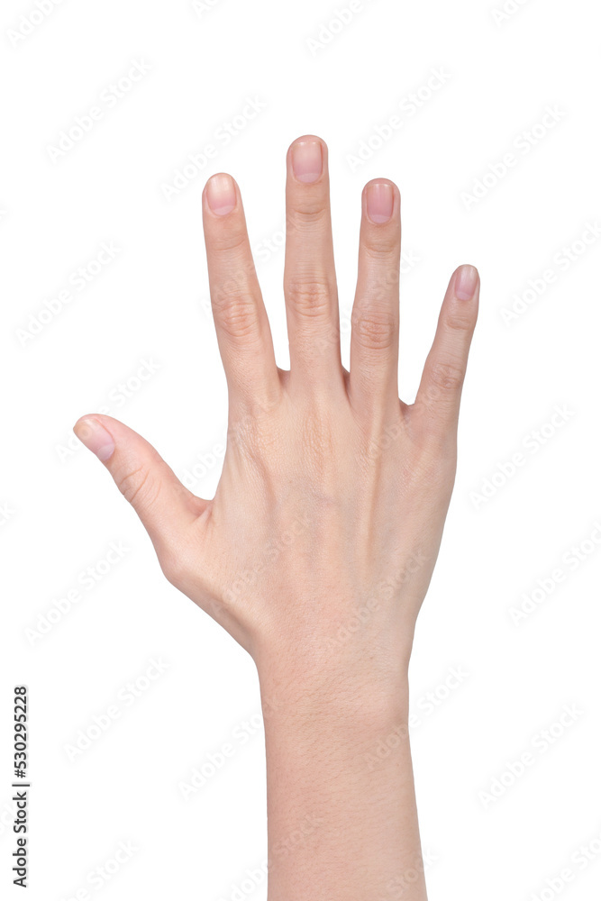 empty female woman hand holding isolated on white empty female woman hand holding isolated on white