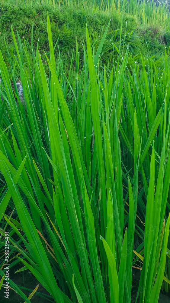 Growing rice in China. View of sprouted green stalks of rice in water with dew drops. Growing rice in China. View of sprouted green stalks of rice in water with dew drops.