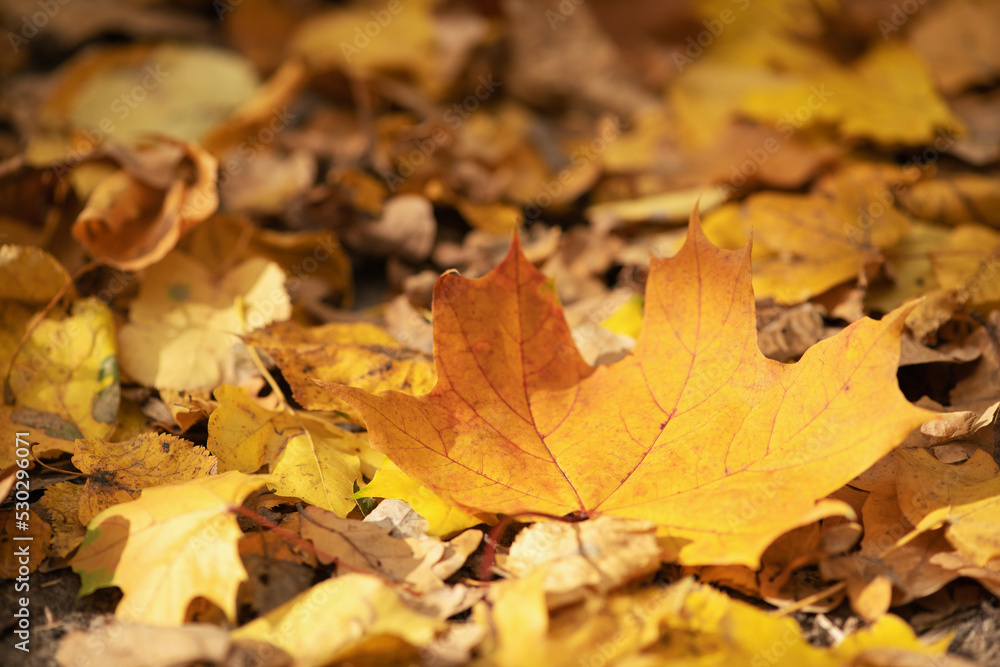 Fallen maple leaves on the ground.