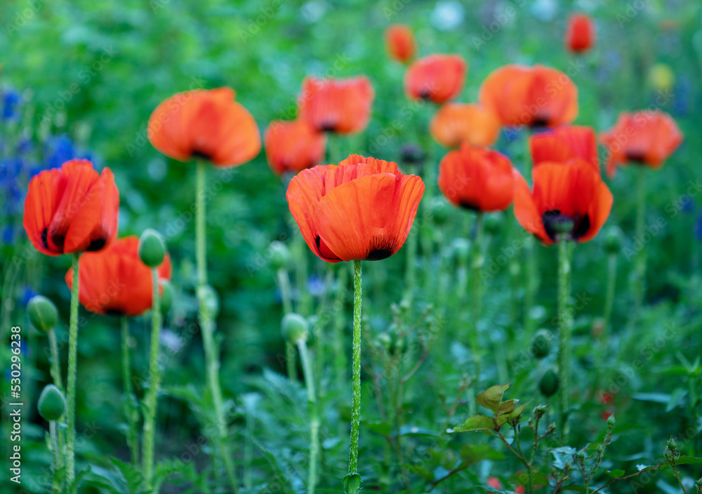 Flowers Red poppies blossom on wild field. Flowers Red poppies blossom on wild field.