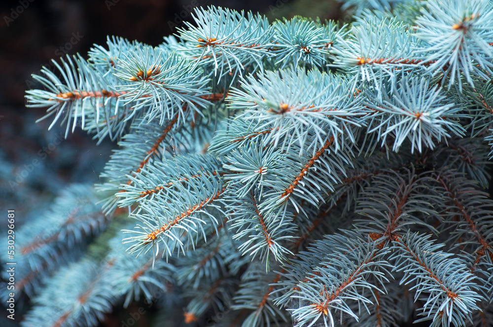 Branches of blue fir tree.