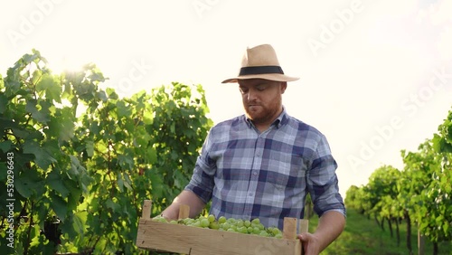 good looking man rural lifestyle walking through the vineyard he holding wooden basket full of grapes harvest photo