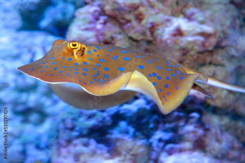 Bluespotted ribbontail ray