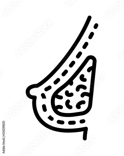 Human internal organs flat line icon. Anatomy symbols. Outline sign mascara for mobile concept and web design, store