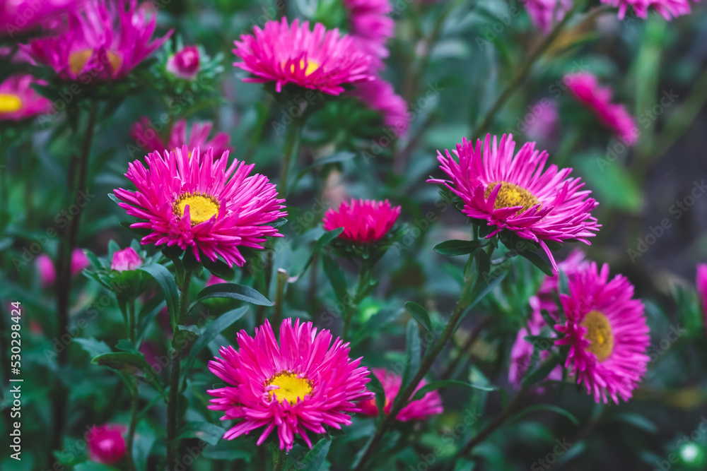 Obraz premium Pink aster flowers in the garden. Autumn natural plant wallpaper. Floral background, beautiful texture with green leaves and purple daisies. Nature in September.