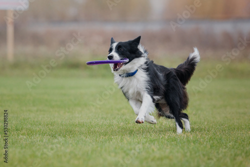 Dog frisbee. Dog catching flying disk in jump, pet playing outdoors in a park. Sporting event, achievement in sport