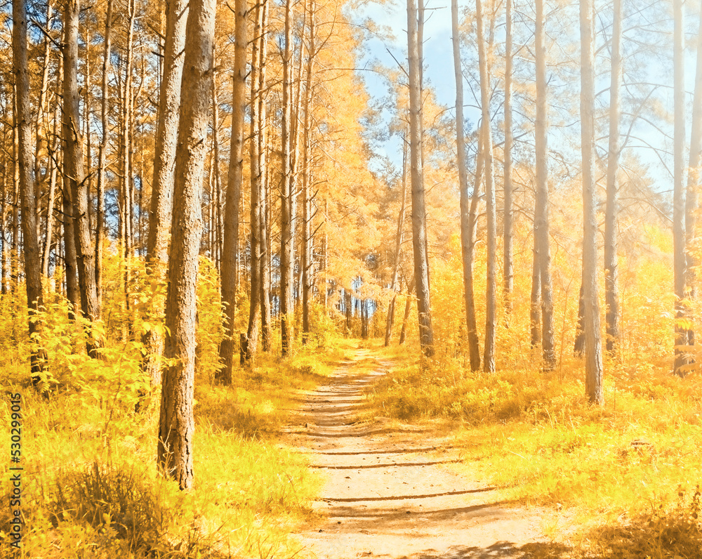 Autumn forest with blue sky. Bright day in a colorful forest.