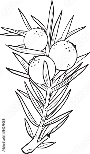 Vector Juniper Berry Line Art