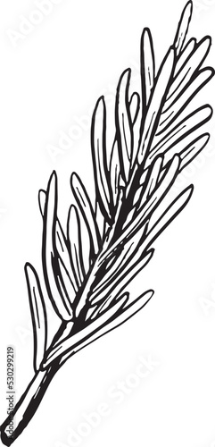 Vector Rosemary Line art