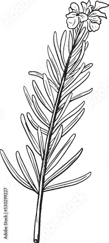 Vector Rosemary Line art
