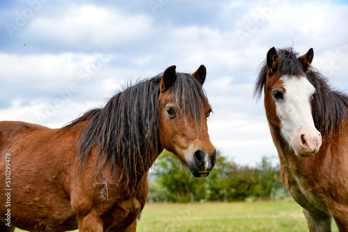Fototapeta Naklejka Na Ścianę i Meble -  Two native horse in the field