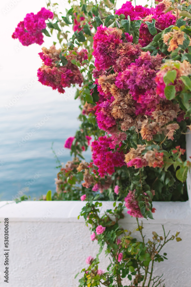 Pink bougainvillea plant with the sea in the background