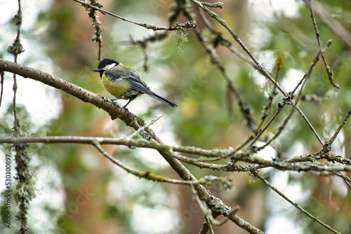 Great tit sitting in tree on a branch. Wild animal foraging for food. Animal shot © Martin