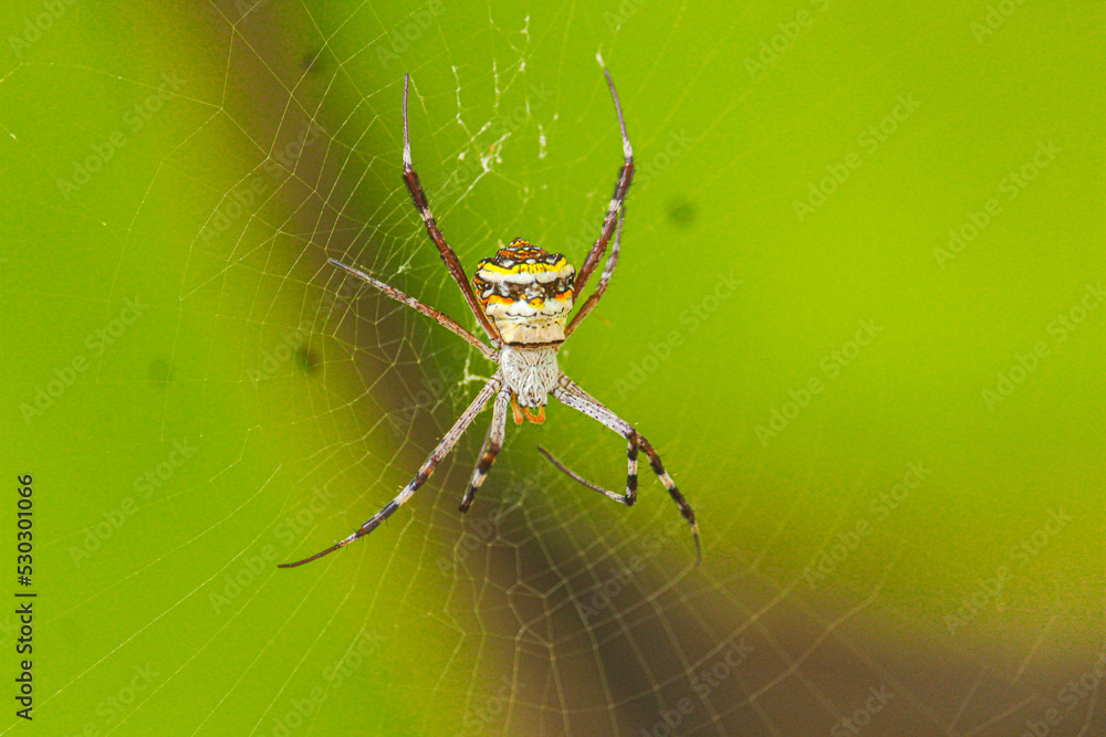 Spider Make Their Webs From Silk - Spider, Web Spider Make Their Webs From Silk - Spider, Web