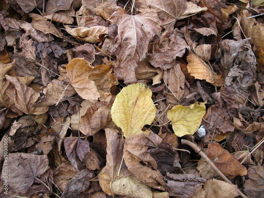 Maple and linden leaves on a ground area with foliage in autumn Maple and linden leaves on a ground area with foliage in autumn