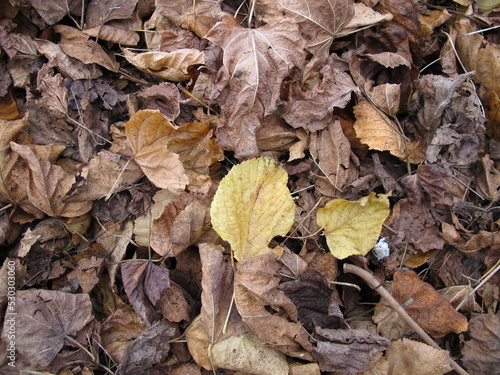 Maple and linden leaves on a ground area with foliage in autumn