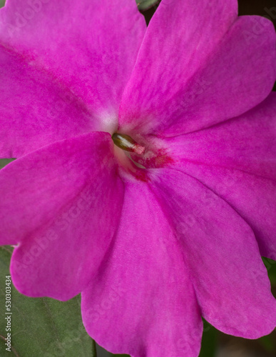 close-up of new guinea impatiens or impatiens hawkeri flower, pink blossom background abstract or wallpaper, macro photo