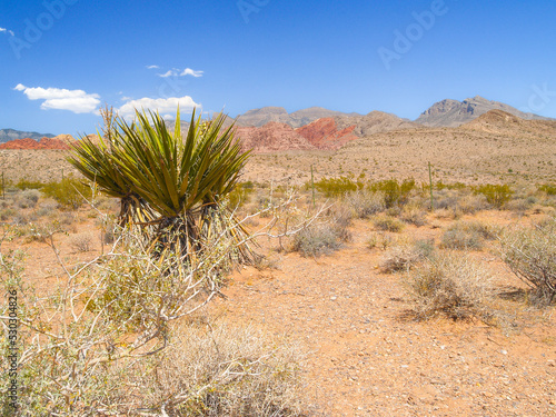 Landscape of Red Rock Canyon desert in Nevada