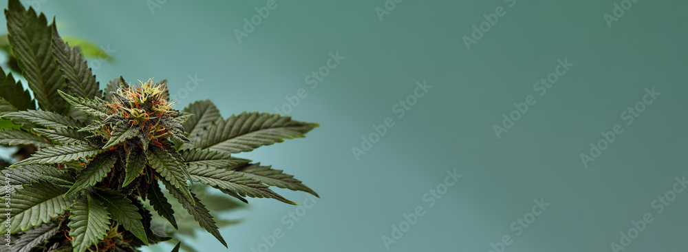 Close-up of a marijuana buds flower isolated on a light blue background. Cannabis can help manage chronic pain, nausea, and vomiting resulting from chemotherapy treatment. Medical and business concept Close-up of a marijuana buds flower isolated on a light blue background. Cannabis can help manage chronic pain, nausea, and vomiting resulting from chemotherapy treatment. Medical and business concept