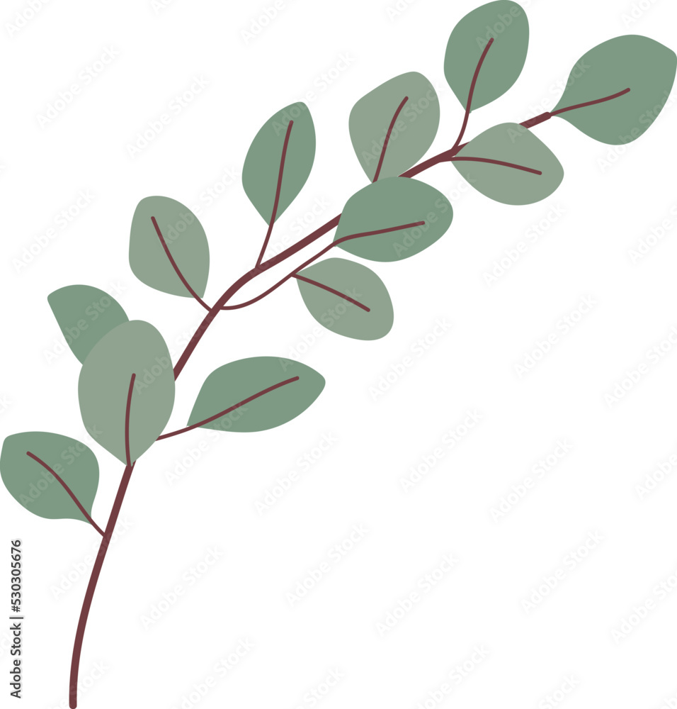 Greenery Eucalyptus vector Greenery Eucalyptus vector