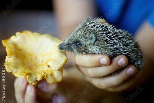 Little hedgehog in the children's hands.