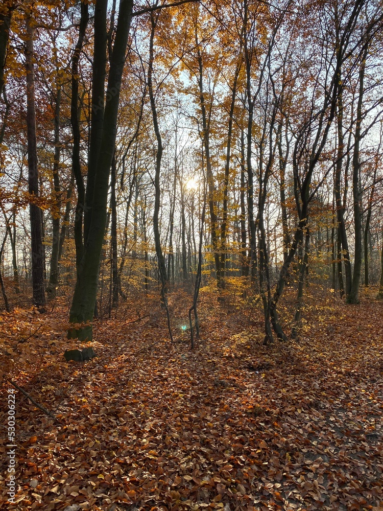 herbst, wald, fall, natur, landschaft, baum, blatt, laub, jahreszeit, gelb, orange, rot, october, farbe, sonne